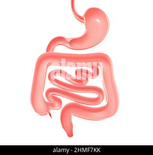 Anatomische 3D Darstellung des Verdauungssystems. Magen, Dickdarm und Dünndarm. Zeigt den offenen Innenraum. Stockfoto