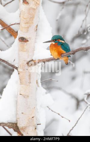 Eisvögel (Alcedo atthis) im Winter, Vechta, Niedersachsen, Deutschland Stockfoto