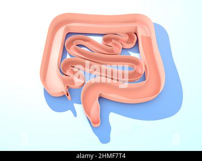 Anatomische 3D Darstellung des Groß- und Dünndarms. Zeigt das offene, zugeschnittene Bild im Innenraum, das sich auf einen blauen Hintergrund lehnt. Stockfoto