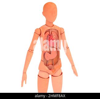 3D Abbildung der artikulierten hölzernen Schaufensterpuppe, die das anatomische Innere zeigt. Lebenswichtige Organe, zugeschnittenes Bild auf weißem Hintergrund. Stockfoto