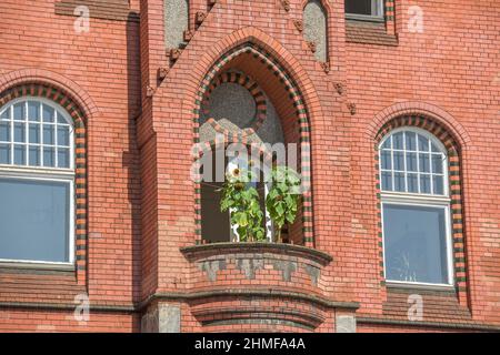 Sonnenblumen, Balkon, Altes Rathaus, Schlossstraße, Steglitz, Berlin, Deutschland Stockfoto