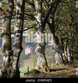 Getupfter Frühling Sonnenschein fällt auf einer Reihe von Buchenbäumen (Fagus sylvatica) mit Blick durch Craigievar Castle auf einem angrenzenden Hügel Stockfoto