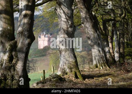 Craigievar Castle in Aberdeenshire an einem Frühlingsmorgen durch eine Reihe von Buchenbäumen (Fagus sylvatica) gesehen Stockfoto