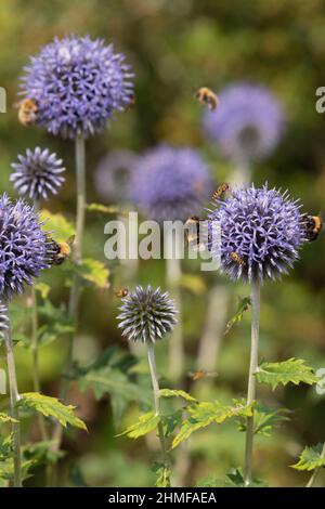 Verschiedene Insekten auf Globe Thistle Flowers (Echinops Bannaticus), einschließlich Hover-Fliegen (Syrphus Ribesii) und Hummeln (Bombus muscorum & lucorum) Stockfoto