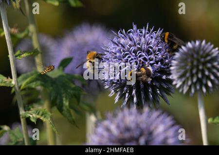 Hummeln, darunter ein Mooscarder (Bombus muscorum) und eine Weißschwanzbumblebee (Bombus lucorum), versammeln sich auf einem Globendiebe (Echinops Bannaticus) Stockfoto