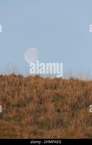 Ein fast Vollmond (abnehmend, 90%) tief am Horizont in einem wolkenlosen Himmel direkt nach Sonnenaufgang, gesehen über einem grasbewachsenen Hügel Stockfoto