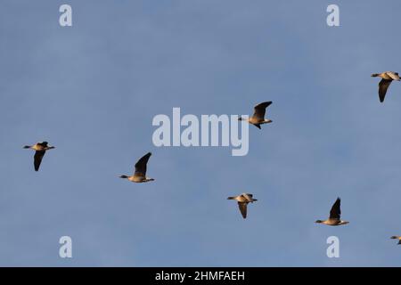 Rotfußgänse (Anser Brachyrhynchus) Fliegen Sie an einem sonnigen Wintermorgen in Aberdeenshire in Formation über dem Kopf Stockfoto