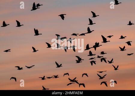 Ein Schwarm rosafarbiger Gänse (Anser Brachyrhynchus) in Silhouette, die bei Daybreak im Winter in die Luft gehen Stockfoto