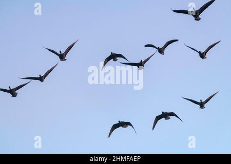 Ein Schwarm rosarote Gänse (Anser Brachyrhynchus), die tief über dem Himmel bei Tagesanbruch unter einem klaren blauen Himmel fliegen Stockfoto