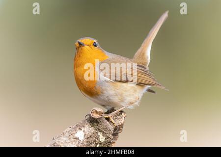 Gewöhnlicher Rotkehlchen, der im Wald thront Stockfoto