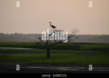 Schöne Aufnahme einer Silhouette eines Reihern, der auf einem blattlosen Baum sitzt. Stockfoto