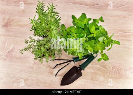 Minze, Rosmarin, Thymian in kleinen Töpfen in einem Blumenladen Draufsicht. Würzige Kräuter in Versandtöpfen zum Verpflanzen in einen heimischen Containergarten und verschwommen Stockfoto