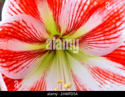 Nahaufnahme einer einzigen großen Blüte Rote und weiße Amaryllis-Blume Stockfoto