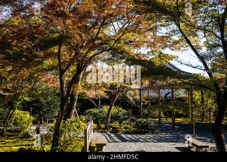 Die brillanten Farben des Herbstes in Japan mit Sonnenlicht auf dem Gelände des Tenryu-ji Temple. Stockfoto