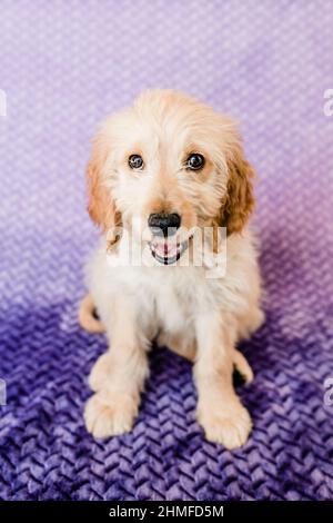 Goldendoodle Puppy lächelt auf einer violetten Decke Stockfoto