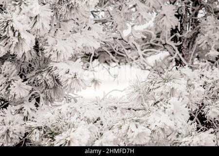 Nahaufnahme der schneebedeckten Kiefer Stockfoto