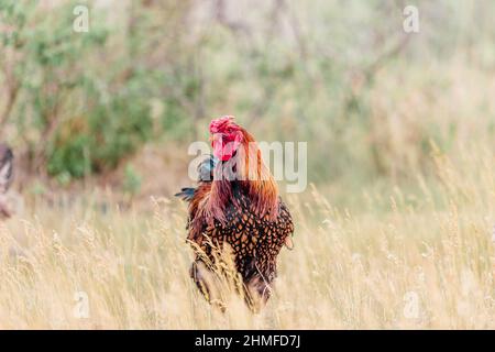 Gold Laced Wyandotte Hahn Free Ranging Stockfoto