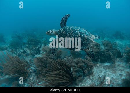 Meeresschildkröten schwimmen unter Wasser in der Meereslandschaft blaues Wasser Stockfoto