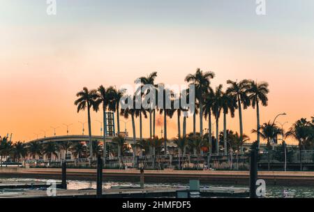 Panorama Palmen Hafen MIAMI FLORIDA Sonnenuntergang Stockfoto