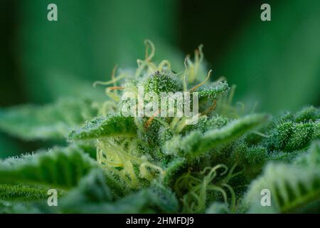 Nahaufnahme der blühenden Marihuana-Knospe Stockfoto