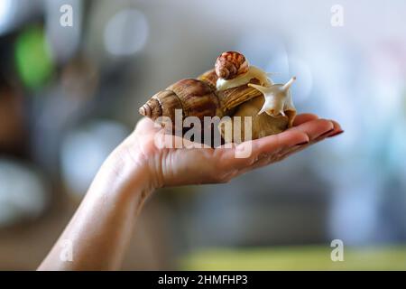 Große braune Schnecke Achatina auf der Hand. Die afrikanische Schnecke, die zu Hause als Haustier angebaut wird, und ein Lso, der in der Kometologie verwendet wird. Ansicht der Tierseite auf einem isolierten BL Stockfoto