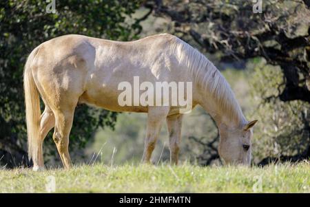 Weißes Pferd grast auf der Wiese. Los Altos Hills, Kalifornien, USA. Stockfoto