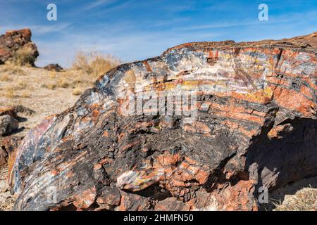 Nahaufnahme des versteinerten Holzes im Petrified Forest National Park. Stockfoto