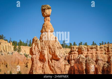 Thor's Hammer, eine ikonische Felsformation im Bryce Canyon National Park. Der größte Hoodoo im Park, der Sandstein, steht über den anderen Hoodoos Stockfoto