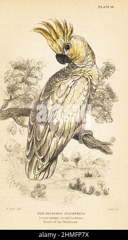 Gelbhaubenkakadu, Cacatua sulfurea. Äußerst gefährdet. Stammt aus den Molukken. Schakakakadu mit weniger Schwefel, Plyctolophus sulfureus. Handkolorierter Stahlstich von Lizars nach einer Illustration von Edward Lear von J.M. Bechstein’s Cage and Chamber-Birds, George Bell, Covent Garden, London, 1889. Stockfoto