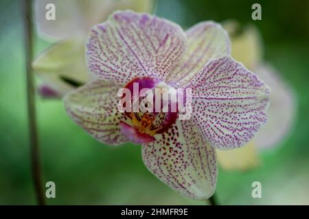 Orchidee - Palaenopsis Moth Orchidee Stockfoto