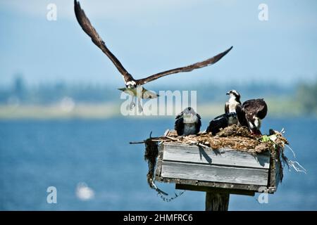 Familie Osprey (Pandion haliatus) auf einer künstlichen Nistplattform am Cascade Reservoir in SW Idaho Stockfoto