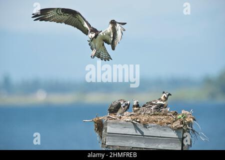 Familie Osprey (Pandion haliatus) auf einer künstlichen Nistplattform am Cascade Reservoir in SW Idaho Stockfoto