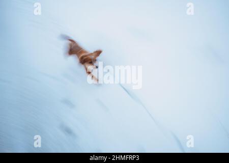 Spaniel im Schnee Stockfoto