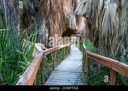 Das Coachella Valley Preserve verfügt über eine üppige Oase, in der sich die San Andreas-Verwerfung kreuzt. Stockfoto