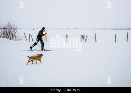 Mädchen Skilanglauf mit Hund eine lustige Zeit. Stockfoto