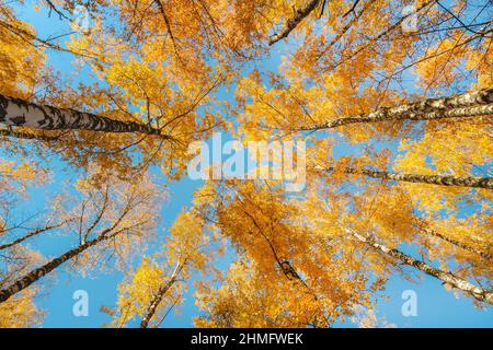 Herbstkronen aus Birken hoch vor dem Hintergrund des blauen Himmels Stockfoto