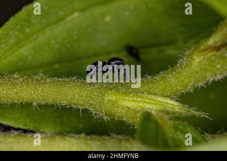 Kleine schwarze Spinne aus der Unterfamilie Salticinae Stockfoto