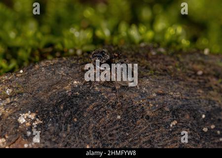 Kleine schwarze Spinne aus der Unterfamilie Salticinae Stockfoto