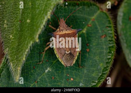 Adulter Grünbauch-Käfer der Art Diceraeus melacanthus Stockfoto