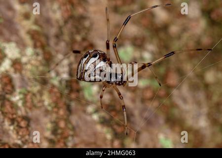 Kleine Erwachsene braune Widow-Spinne der Art Latrodectus geometricus Stockfoto