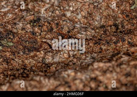 Ausgewachsenes gewöhnlicher Barklice Insekt der Familie Psocidae Stockfoto