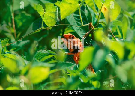 Eidechse Stockfoto