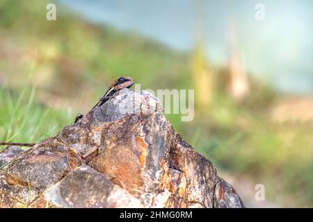 Eidechse Stockfoto