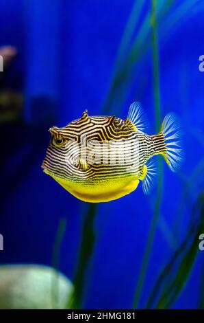 Aracana aurita, ausgekleidete Kuhfische, die in einem klaren kristallklaren Wasser eines Aquariums schwimmen Stockfoto
