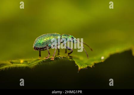 Der Brennnesselweevil (Phyllobius) Stockfoto