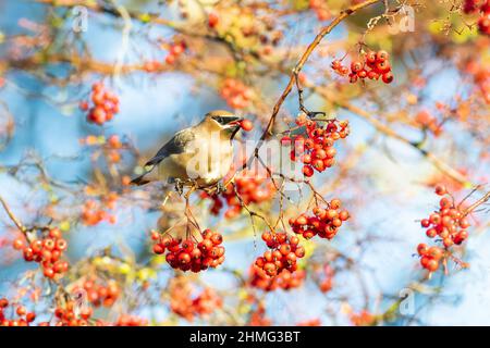 Zedernwachsflügel mit roten Beeren Stockfoto