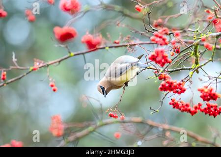 Zedernwachsflügel mit roten Beeren Stockfoto