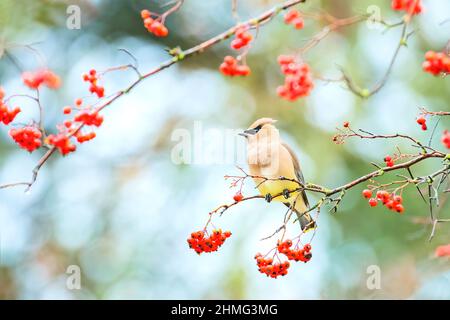 Zedernwachsflügel mit roten Beeren Stockfoto