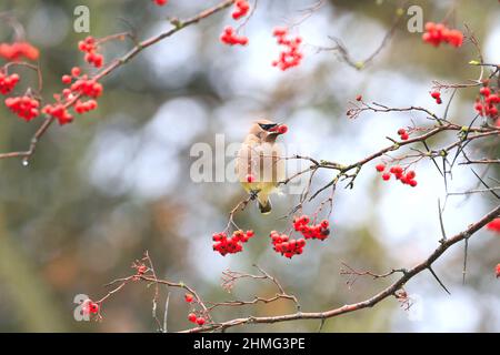 Zedernwachsflügel mit roten Beeren Stockfoto