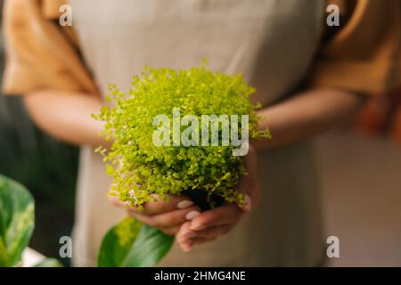 Nahaufnahme einer nicht erkennbaren weiblichen Floristin, die eine Schürze in einem Handtopf trägt, während die Soleirolia-Pflanze im Blumengeschäft steht. Stockfoto